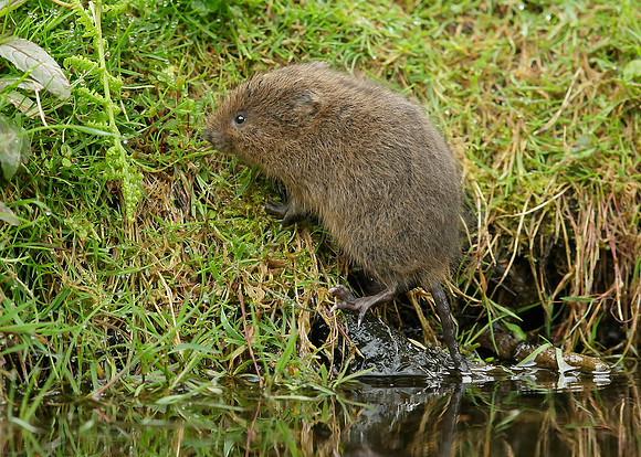 Water Vole Arvicola amphibius
