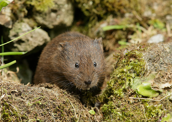 Water Vole Arvicola amphibius