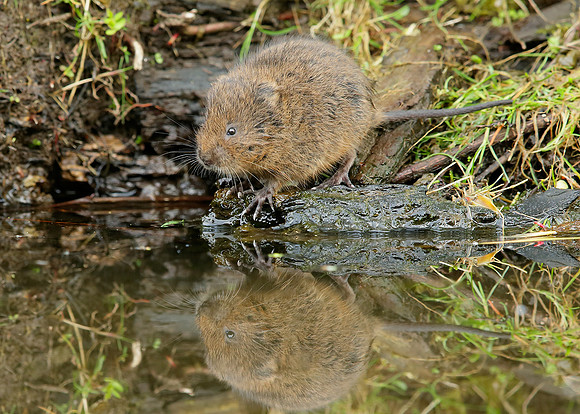 Water Vole Arvicola amphibius