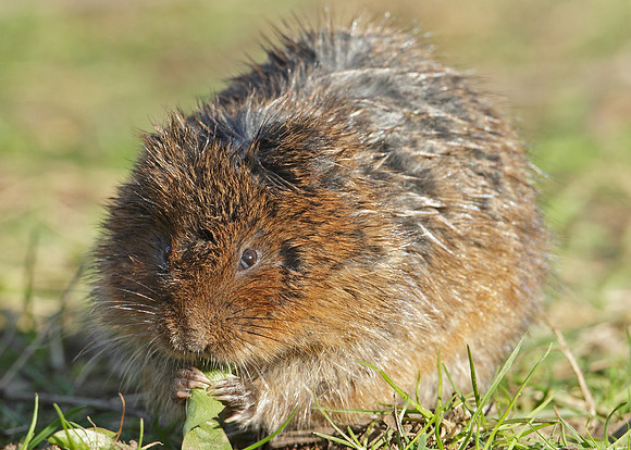 Water Vole Arvicola amphibius