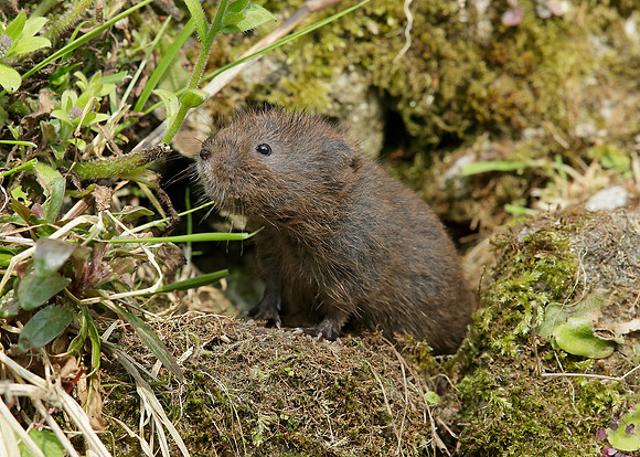 Water Vole Arvicola amphibius