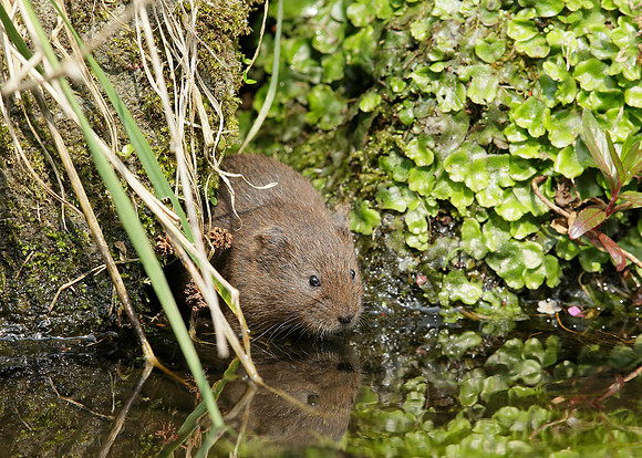 Water Vole Arvicola amphibius