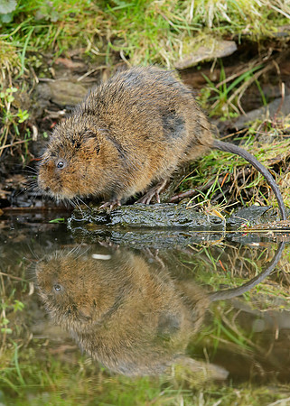 Water Vole Arvicola amphibius