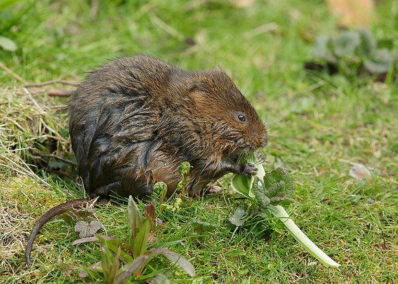 Water Vole Arvicola amphibius