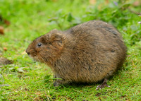 Water Vole Arvicola amphibius