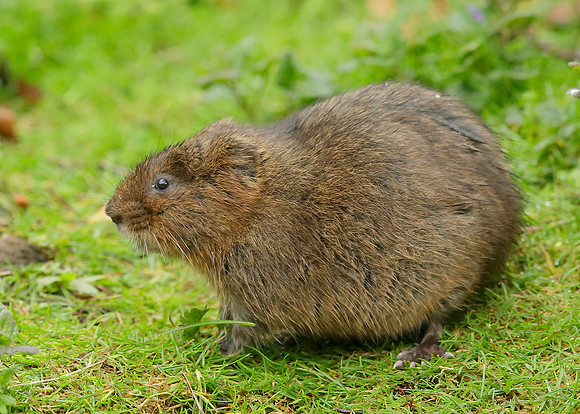 Water Vole Arvicola amphibius