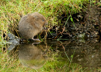 Water Vole Arvicola amphibius