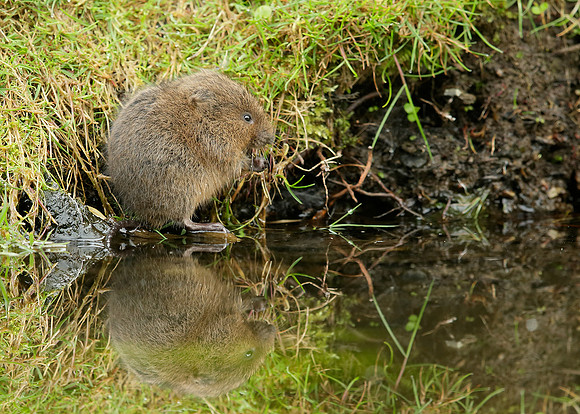 Water Vole Arvicola amphibius
