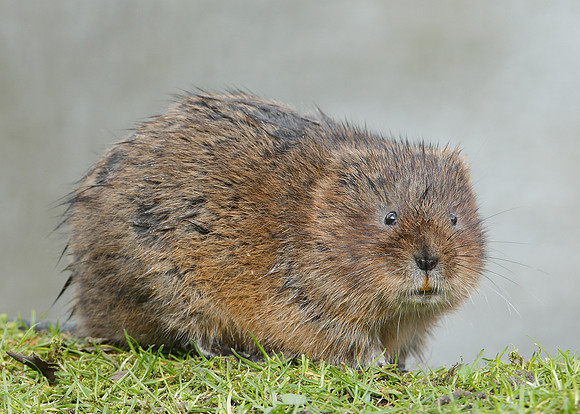 Water Vole Arvicola amphibius