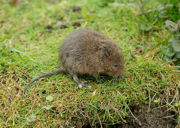 Water Vole Arvicola amphibius