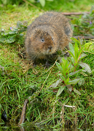 Water Vole Arvicola amphibius