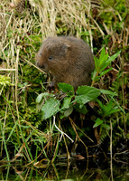 Water Vole Arvicola amphibius