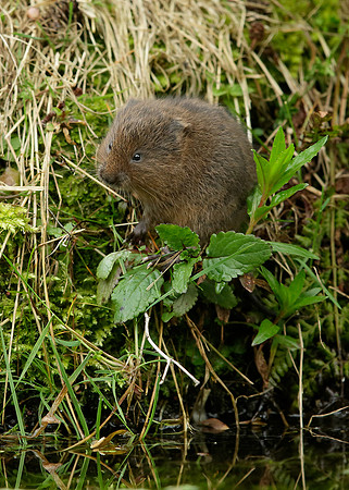 Water Vole Arvicola amphibius