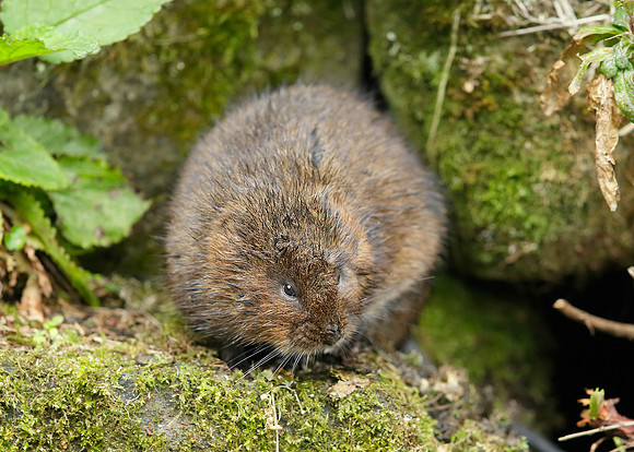 Water Vole Arvicola amphibius