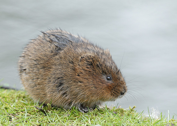 Water Vole Arvicola amphibius