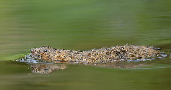 Water Vole Arvicola amphibius