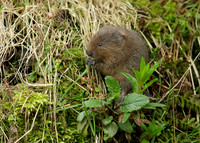 Water Vole Arvicola amphibius