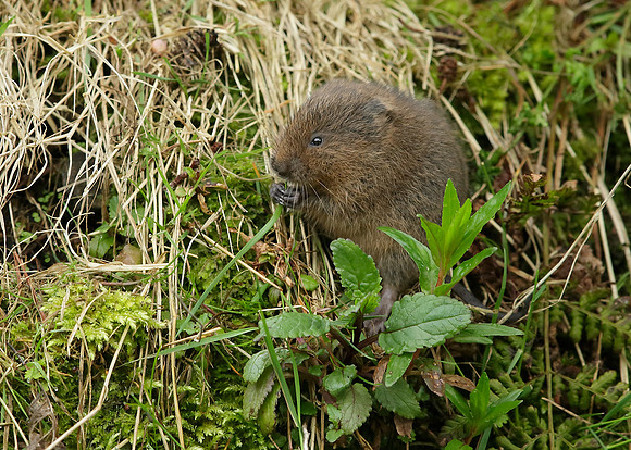 Water Vole Arvicola amphibius