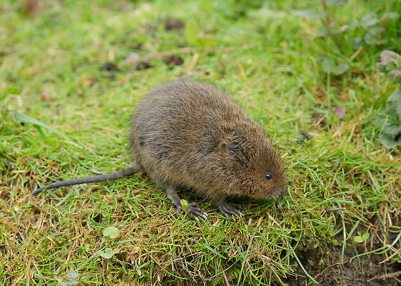 Water Vole Arvicola amphibius