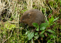 Water Vole Arvicola amphibius