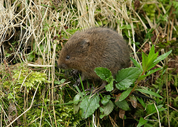 Water Vole Arvicola amphibius