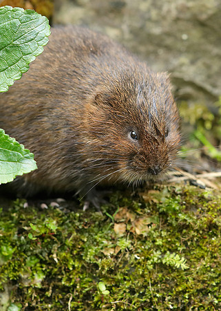 Water Vole Arvicola amphibius