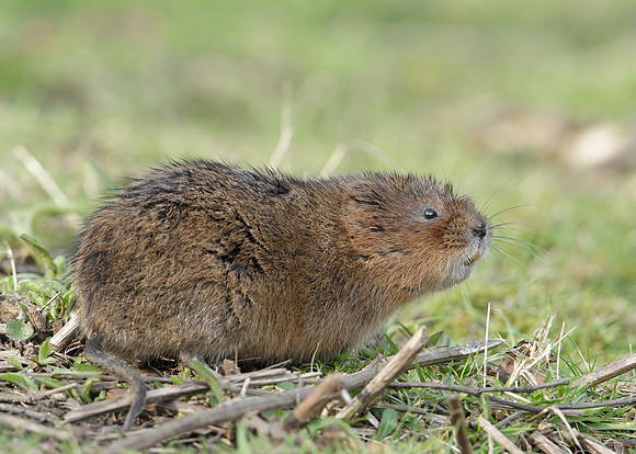 Water Vole Arvicola amphibius