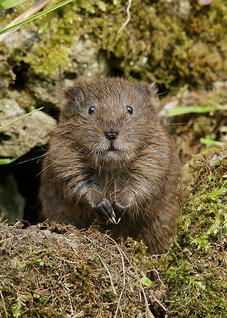 Water Vole Arvicola amphibius