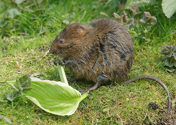 Water Vole Arvicola amphibius