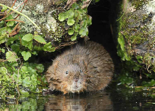 Water Vole Arvicola amphibius