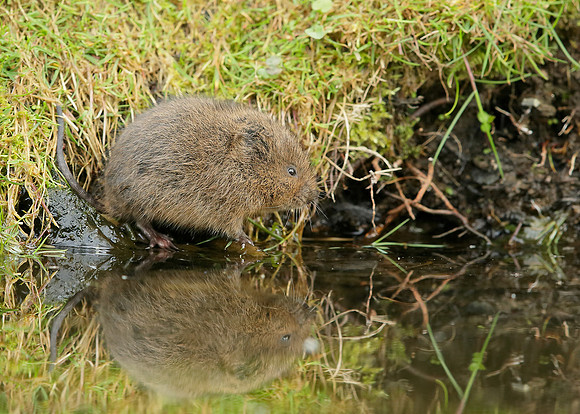 Water Vole Arvicola amphibius