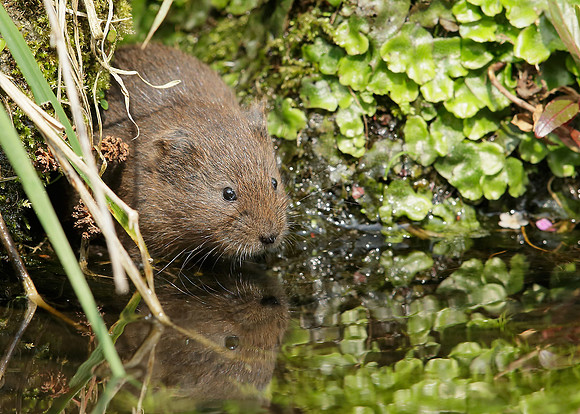 Water Vole Arvicola amphibius