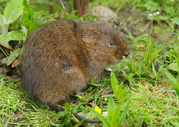 Water Vole Arvicola amphibius