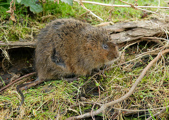 Water Vole Arvicola amphibius