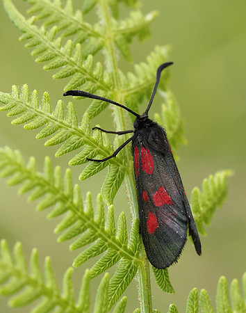 54.007 BF168 New Forest Burnet Zygaena viciae