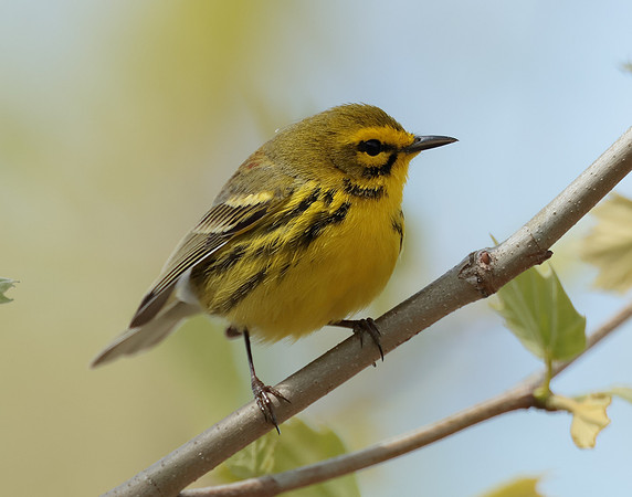 Prairie Warbler Setophaga discolor