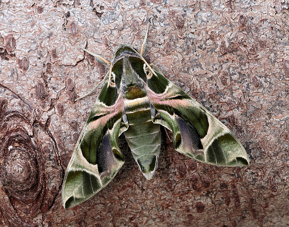 69.011 BF1985 Oleander Hawk-moth Daphnis nerii