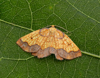 70.228 BF1908 Dark Bordered Beauty Epione vespertaria