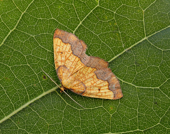 70.228 BF1908 Dark Bordered Beauty Epione vespertaria