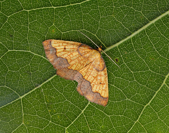 70.228 BF1908 Dark Bordered Beauty Epione vespertaria