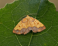 70.228 BF1908 Dark Bordered Beauty Epione vespertaria