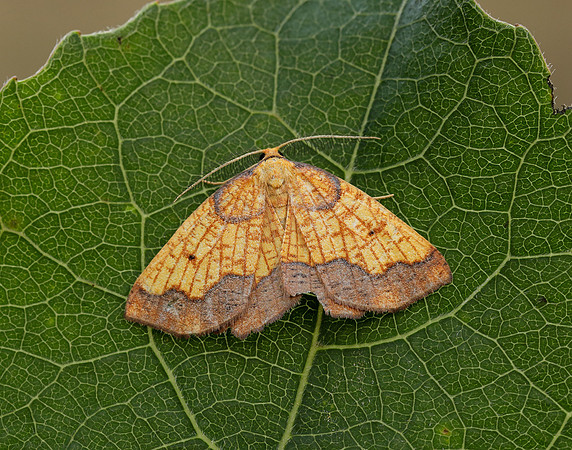 70.228 BF1908 Dark Bordered Beauty Epione vespertaria