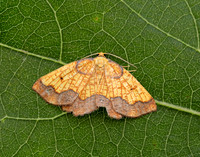 70.228 BF1908 Dark Bordered Beauty Epione vespertaria