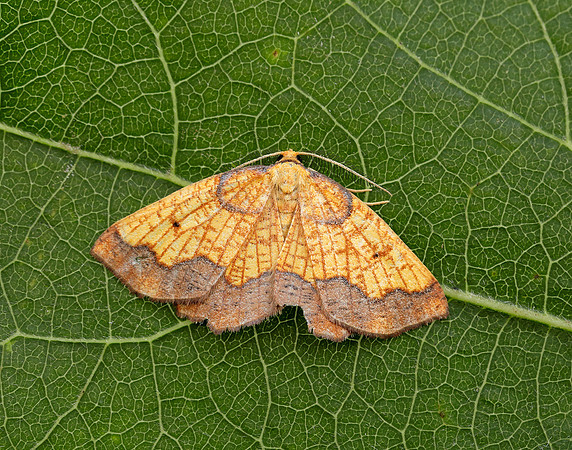 70.228 BF1908 Dark Bordered Beauty Epione vespertaria