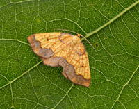 70.228 BF1908 Dark Bordered Beauty Epione vespertaria