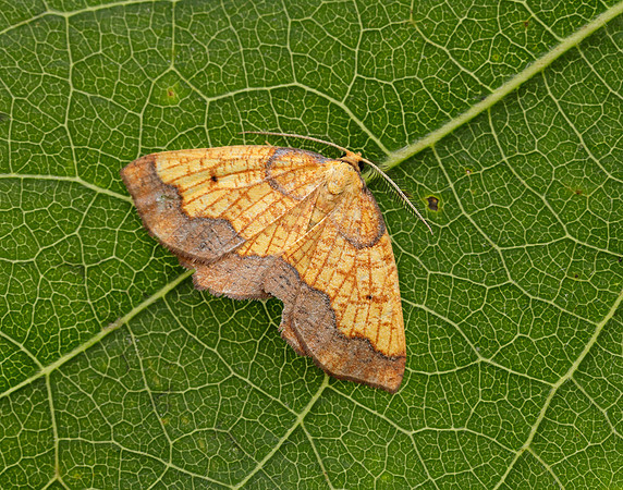 70.228 BF1908 Dark Bordered Beauty Epione vespertaria