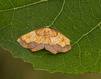 70.228 BF1908 Dark Bordered Beauty Epione vespertaria
