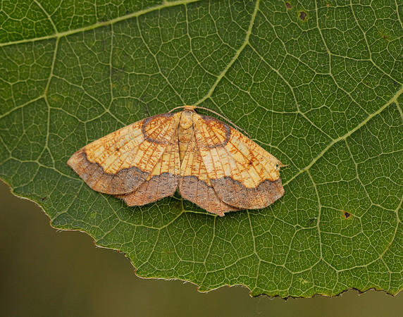 70.228 BF1908 Dark Bordered Beauty Epione vespertaria