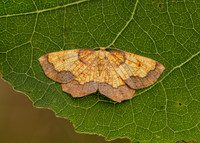 70.228 BF1908 Dark Bordered Beauty Epione vespertaria