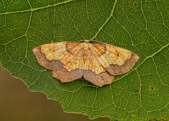 70.228 BF1908 Dark Bordered Beauty Epione vespertaria